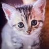 gatita.1962