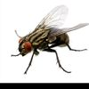 flyrone_6