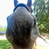 hadleys_eq