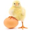 tuamigopollo
