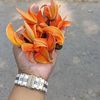 sintiyajahinbristy