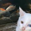 anjar_5981