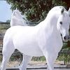 zied.amine2