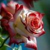 warda_rose_13