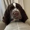 bonniethespringer