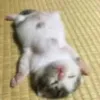 demmuii