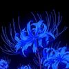 cay_2567