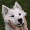 korsi.art