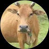 buikhkhf406