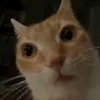 kaizenbef