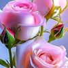 user7081048007909