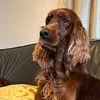 kleesi1