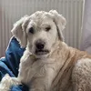 doodlegolden0