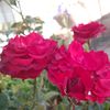 abd.alrhman076