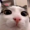 elknoxg
