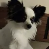 mariekesecci8