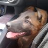 datzai_sultan_my_fav_dog
