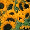 sunflower19710