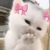 lovesyk_