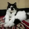 chimmycatt