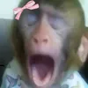 boysvhhdu