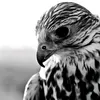 alarqi_97