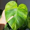 rareplantsbysilvia