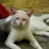 sherlbeb6bs