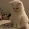 aya_ri17