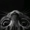 felinophilee._