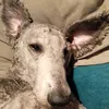 terrathewolf