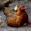 🐱animals funny video 🐓🐈🦆