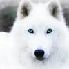 thewhitewolf36