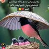 khaledpop792