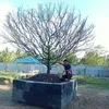 vuonmai_nguyen