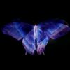oxxxsee