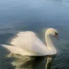 sakera_kora2