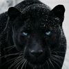 junior.contreras33