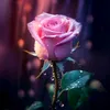 user447321206553