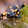 salamandra.ua6