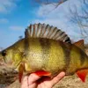 okonekfishing