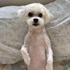 babblerwabbler