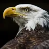 theeagle17_