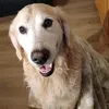 sanderistriljarder7