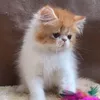 kucing.reog