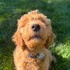 muppetthedoodleofficial