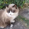 key_gatitis