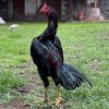 battle.cock__