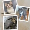 charli_scotch_brie_chrs