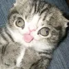meow_meow1704